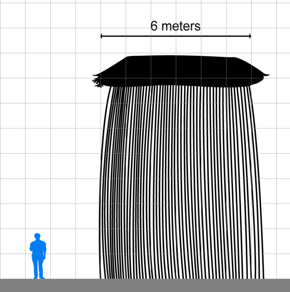 File:Saltarplectane scale.png